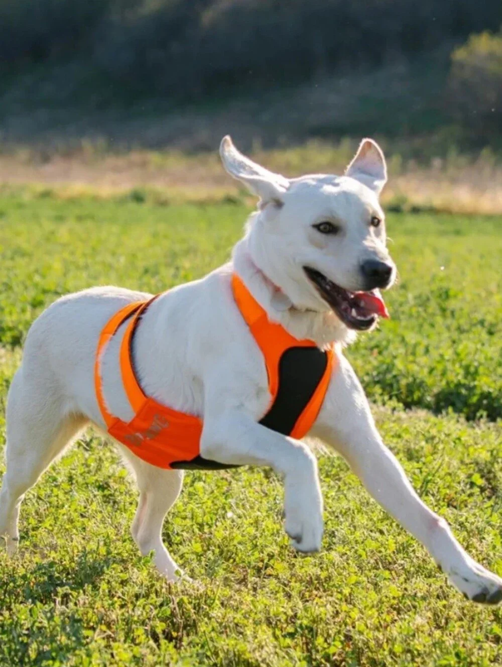 Browning Pet Products Chest Protection Vest Neoprene Reflective Orange/Black L